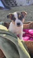 Reeses, a  Jack Russell Terrier and Border Collie for sale in Kalona, IA – Photo 1 of 5
