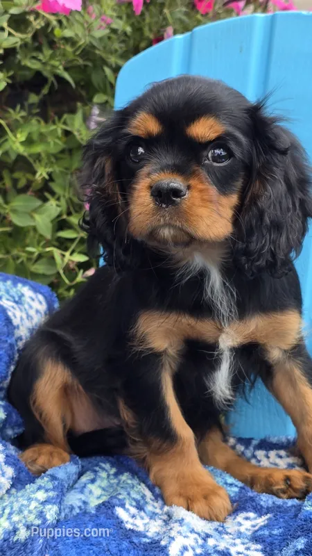 Tucker – Cavalier King Charles Spaniel puppy for sale in Kalona, IA