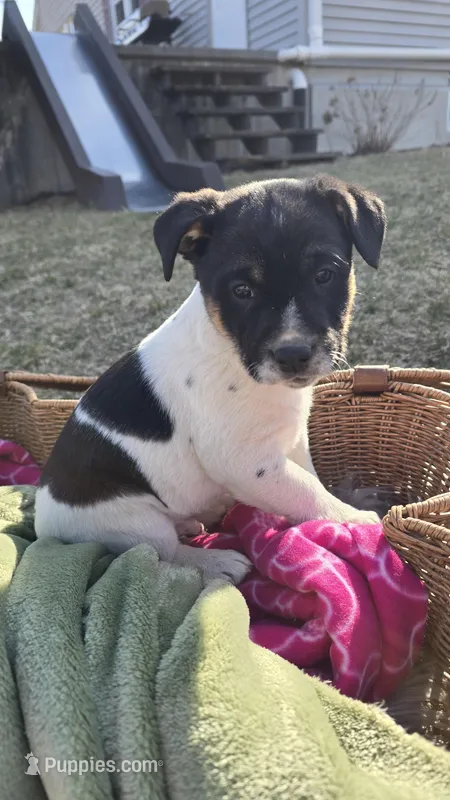 Butterfingers – Jack Russell Terrier, Border Collie puppy for sale in Kalona, IA