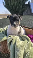 Butterfingers, a  Jack Russell Terrier and Border Collie for sale in Kalona, IA – Photo 4 of 6