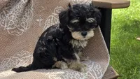 Kingston, a male Miniature Schnauzer and Shih Tzu for sale in Kalona, IA – 3 of 4