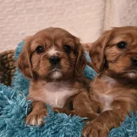 AKC Bowie, a male Cavalier King Charles Spaniel for sale in Kalona, IA – Photo 9 of 9