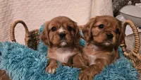 AKC Bowie, a male Cavalier King Charles Spaniel for sale in Kalona, IA – Photo 8 of 8