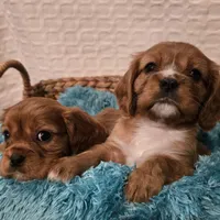 AKC Bowie, a male Cavalier King Charles Spaniel for sale in Kalona, IA – Photo 8 of 9