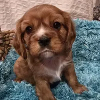 AKC Bowie, a male Cavalier King Charles Spaniel for sale in Kalona, IA – Photo 4 of 9