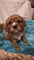 AKC Bowie, a male Cavalier King Charles Spaniel for sale in Kalona, IA – Photo 3 of 8
