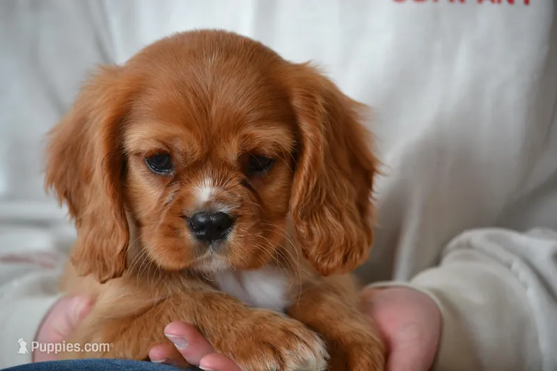 AKC Bowie – Cavalier King Charles Spaniel puppy for sale in Kalona, IA