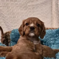 AKC Bowie, a male Cavalier King Charles Spaniel for sale in Kalona, IA – Photo 3 of 9