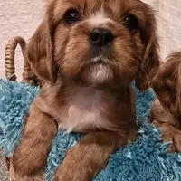 AKC Bowie, a male Cavalier King Charles Spaniel for sale in Kalona, IA – Photo 5 of 9