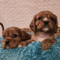 AKC Bowie, a male Cavalier King Charles Spaniel for sale in Kalona, IA – Photo 7 of 9