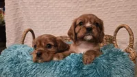 AKC Bowie, a male Cavalier King Charles Spaniel for sale in Kalona, IA – Photo 6 of 8