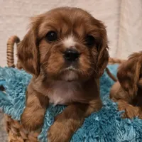 AKC Bowie, a male Cavalier King Charles Spaniel for sale in Kalona, IA – Photo 2 of 9