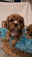 AKC Bowie, a male Cavalier King Charles Spaniel for sale in Kalona, IA – Photo 1 of 8