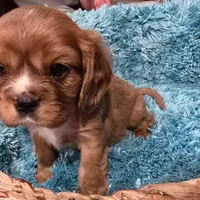 AKC Bowie, a male Cavalier King Charles Spaniel for sale in Kalona, IA – Photo 6 of 9