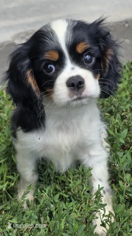 Miles – Cavalier King Charles Spaniel puppy for sale in Kalona, IA