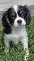 Miles, a male Cavalier King Charles Spaniel for sale in Kalona, IA – 1 of 5
