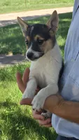 Bella, a female American Eskimo and Jack Russell Terrier for sale in Kalona, IA – 2 of 7
