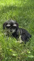 Jersey, a male Miniature Schnauzer and Shih Tzu for sale in Kalona, IA – 5 of 6