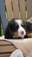Russell, a male Bernese Mountain Dog for sale in Kalona, IA – 6 of 8