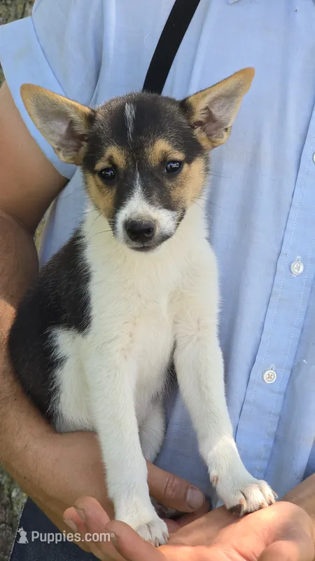 Bella – American Eskimo, Jack Russell Terrier puppy for sale in Kalona, IA