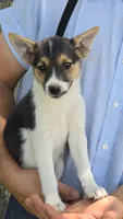 Bella, a female American Eskimo and Jack Russell Terrier for sale in Kalona, IA – 1 of 7