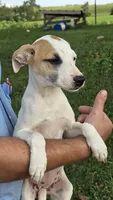 Pansy, a female Jack Russell Terrier and Rat Terrier for sale in Kalona, IA – 5 of 7