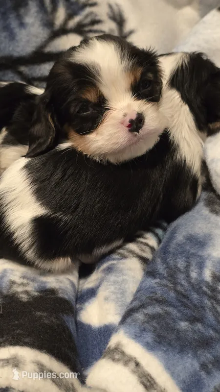 AKC Button, a female Cavalier King Charles Spaniel for sale in Kalona, IA – 1 of 3