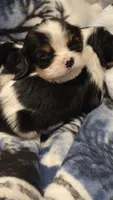 AKC Button, a female Cavalier King Charles Spaniel for sale in Kalona, IA – 1 of 3