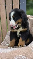 Remi, a female Bernese Mountain Dog for sale in Kalona, IA – 6 of 7