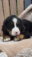 Remi, a female Bernese Mountain Dog for sale in Kalona, IA – 4 of 7