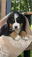 Reese, a male Bernese Mountain Dog for sale in Kalona, IA – 2 of 8