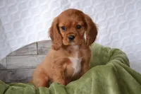 Willow, a female Cavalier King Charles Spaniel for sale in Kalona, IA – Photo 1 of 7