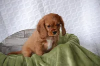 Willow, a female Cavalier King Charles Spaniel for sale in Kalona, IA – Photo 3 of 7