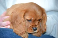 Willow, a female Cavalier King Charles Spaniel for sale in Kalona, IA – Photo 7 of 7