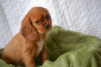 Willow, a female Cavalier King Charles Spaniel for sale in Kalona, IA – Photo 4 of 7