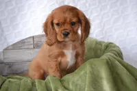 Willow, a female Cavalier King Charles Spaniel for sale in Kalona, IA – Photo 5 of 7