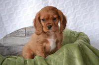 Willow, a female Cavalier King Charles Spaniel for sale in Kalona, IA – Photo 6 of 7