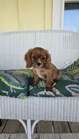 Vivian, a female Cavalier King Charles Spaniel for sale in Kalona, IA – 6 of 6