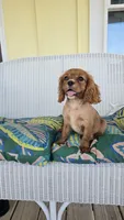 Vivian, a female Cavalier King Charles Spaniel for sale in Kalona, IA – 5 of 6