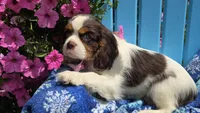 Hershey, a male Cavalier King Charles Spaniel for sale in Kalona, IA – 7 of 9
