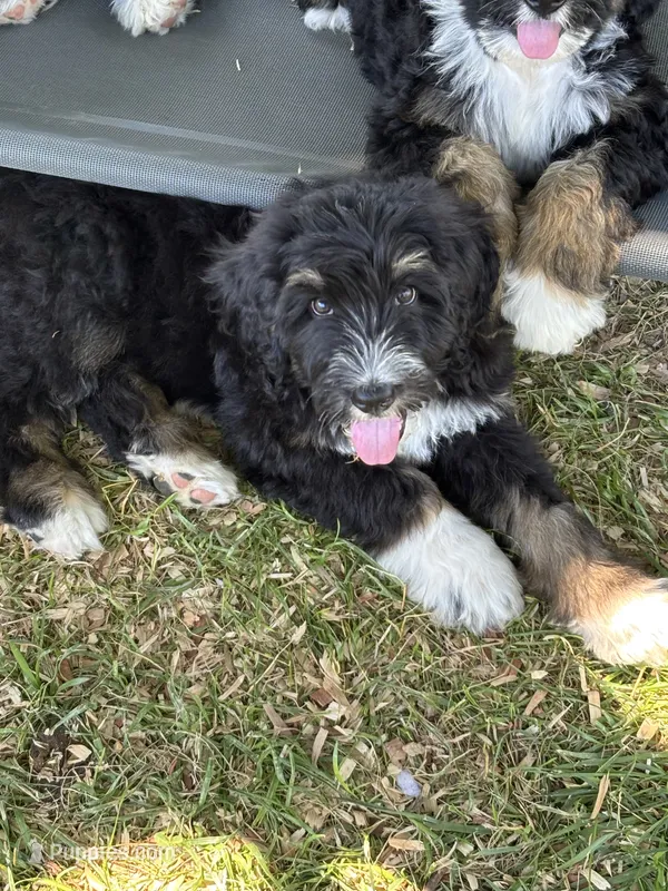 Scott – Bernedoodle, Golden Mountain Doodle puppy for sale in Cookeville, TN