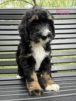 Rose, a female Bernedoodle and Golden Mountain Dog for sale in Cookeville, TN – 1 of 4