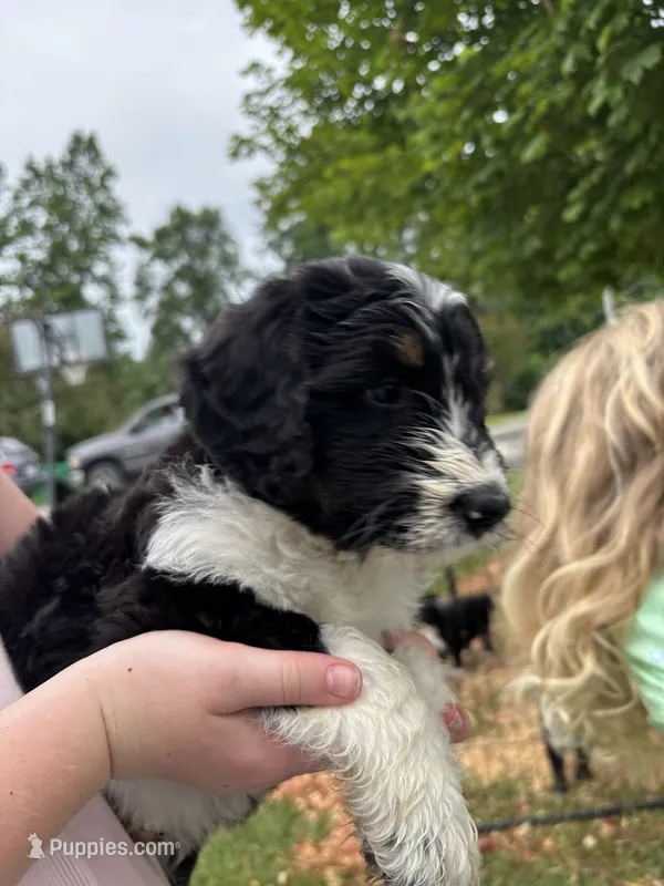 Ranger – Bernedoodle, Golden Mountain Doodle puppy for sale in Cookeville, TN
