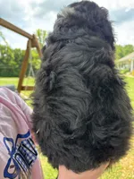 Ranger, a male Bernedoodle and Golden Mountain Doodle for sale in Cookeville, TN – 2 of 3