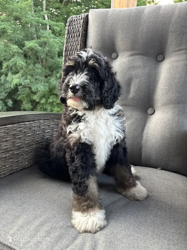 Ranger – Bernedoodle, Golden Mountain Doodle puppy for sale in Cookeville, TN