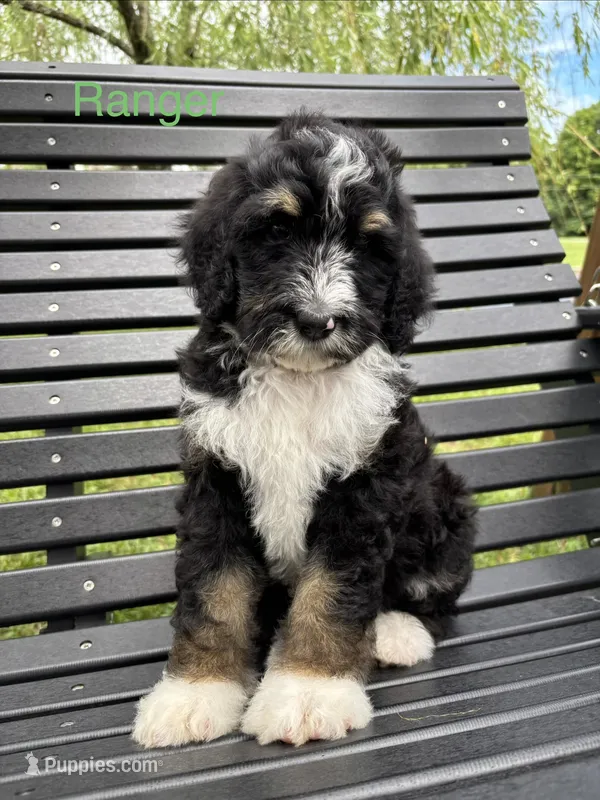 Ranger – Bernedoodle, Golden Mountain Doodle puppy for sale in Cookeville, TN