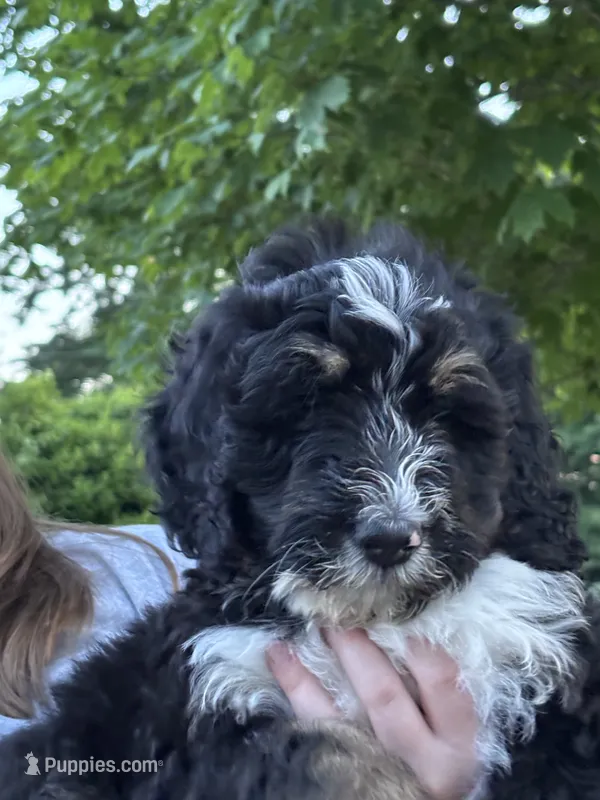 Ranger – Bernedoodle, Golden Mountain Doodle puppy for sale in Cookeville, TN