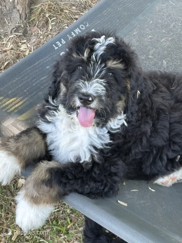 Ranger – Bernedoodle, Golden Mountain Doodle puppy for sale in Cookeville, TN
