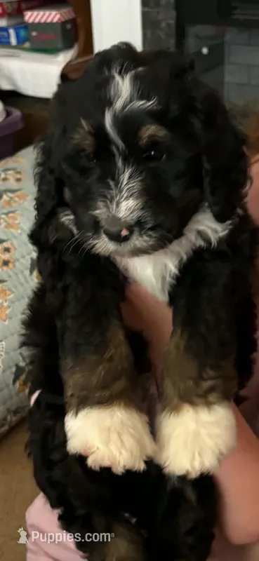 Ranger – Bernedoodle, Golden Mountain Doodle puppy for sale in Cookeville, TN