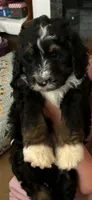 Ranger, a male Bernedoodle and Golden Mountain Doodle for sale in Cookeville, TN – 2 of 4